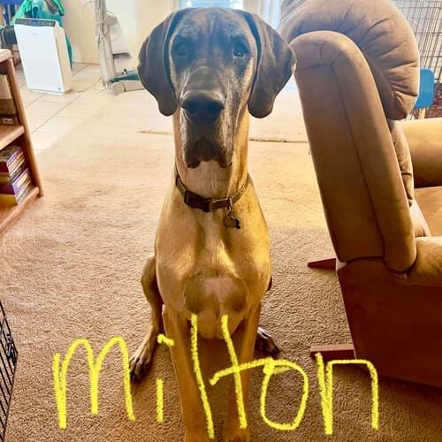 Great Dane named Milton working on behavior modification training at home in Peoria Arizona