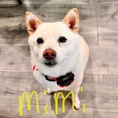 Multiple dogs receiving overnight in-home pet sitting care in Peoria Arizona