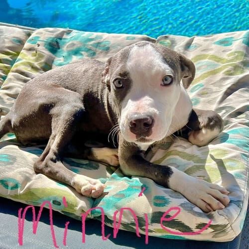 Foster puppy named Peppa Pig resting comfortably and enjoying a bed by the pool at her foster home.