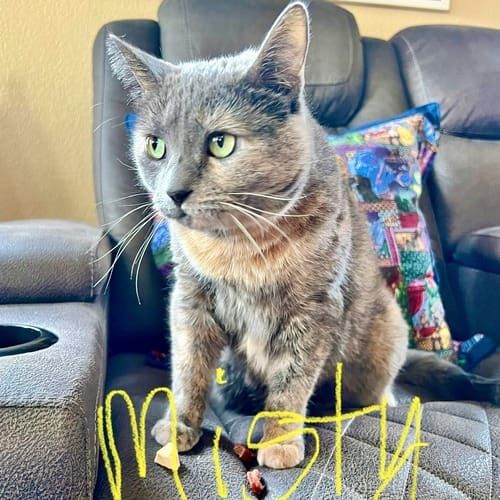 Tri-colored cat named Misty keeping an eye on the house during a pet sitting visit in Glendale Arizona