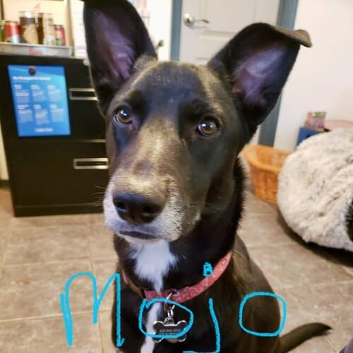 Puppy named Mojo receiving in-home pet sitting care in Glendale Arizona