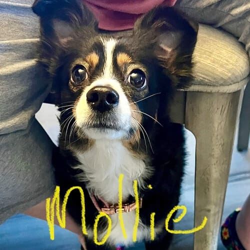 Small dog named Mollie participating in in-home dog training in Phoenix Arizona