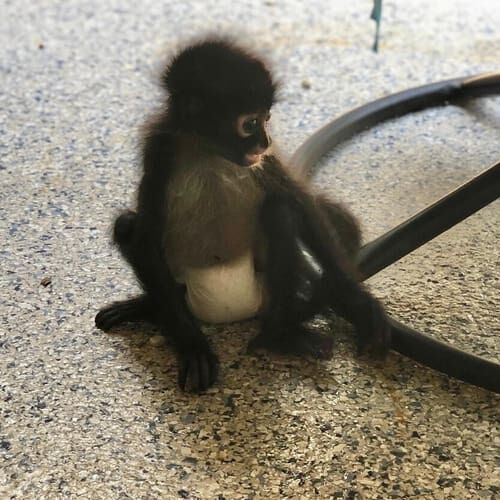 Monkey during a pet sitting visit in Phoenix Arizona