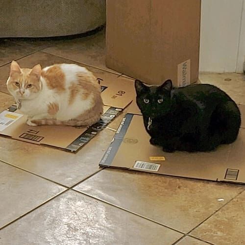 Multiple cats waiting for their food delivery during a pet sitting visit in Glendale Arizona