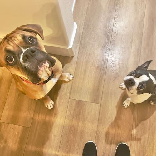 Multiple dogs participating in in-home positive reinforcement training sessions in Peoria Arizona