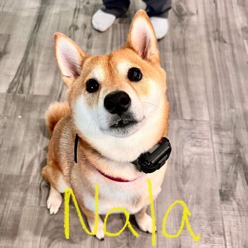 Shiba Inu named Nala enjoying a daily dog walking session in Phoenix Arizona
