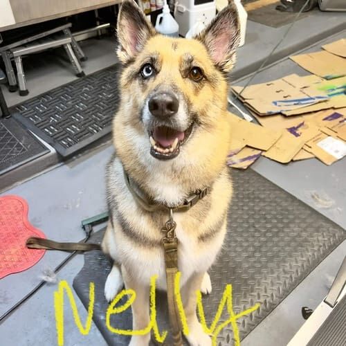 German Shepherd Nelly gets a thorough dog grooming and deshedding service every 8 weeks in Glendale, AZ