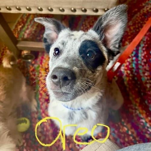 Mixed breed dog named Oreo participating in force-free in-home dog training in Peoria Arizona