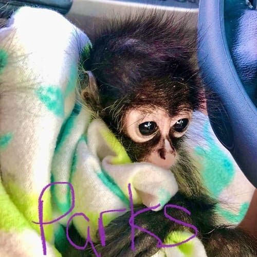 Capuchin monkey named Parks during a pet sitting visit in Phoenix Arizona