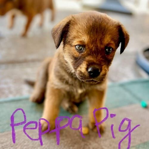 Foster puppy named Peppa Pig tired after a big adjustment to her new foster home.