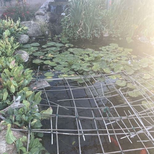 Pond fish during a pet sitting visit in Peoria Arizona