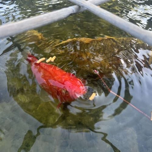 Pond fish during an at-home care visit in Glendale Arizona