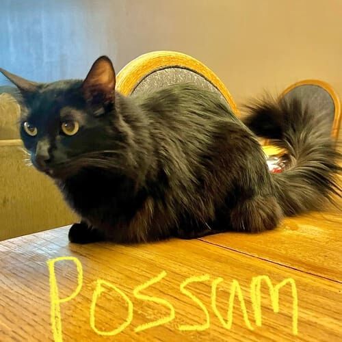 Black cat named Possum receiving daily in-home care during pet sitting visits in Glendale Arizona