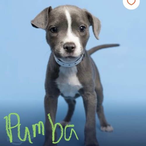 Grey pitbull puppy named Pumba ready for adoption photo with the Arizona Humane Society.