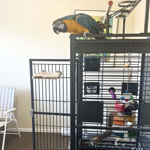 Parrot named Rafa during a pet sitting visit in Sun City Arizona
