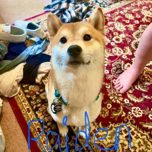 Shiba Inu named Raiden receiving in-home pet sitting drop in visits in Glendale Arizona