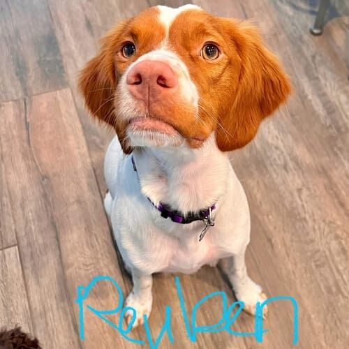 Brittany dog named Reuben practicing leash manners and structured walking skills in Glendale Arizona