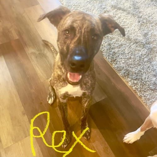 Mixed breed dog named Rex receiving in-home pet sitting visits in Glendale Arizona