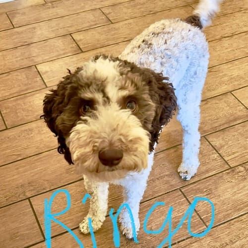 Aussiedoodle named Ringo participating in in-home behavior modification training in Glendale Arizona