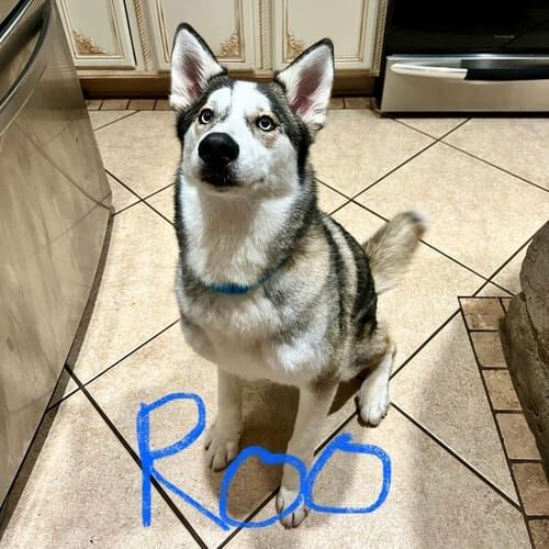 Husky puppy Roo, thrived after in-home puppy training and stopping jumping up on people and instead learned a solid sit as an alternative behavior.