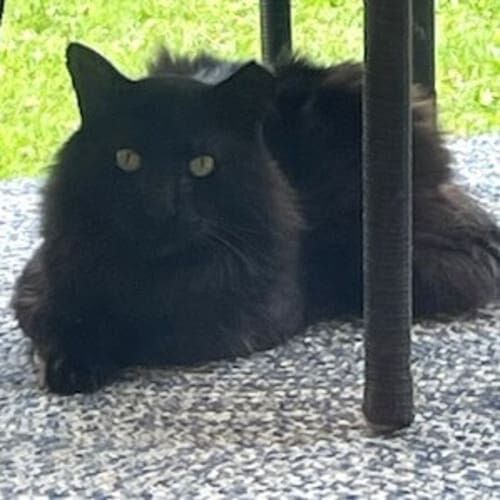 Feral black cat named Roofie being fed during a pet sitting visit in Glendale Arizona
