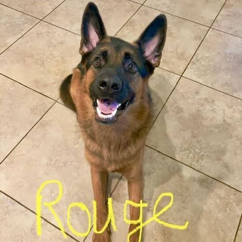 German shepherd named Rouge working on behavior modification training in Phoenix Arizona