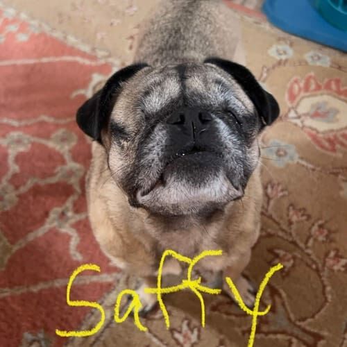 Special needs dog named Saffy receiving at-home pet sitting care in Phoenix Arizona