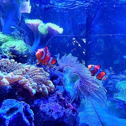 Saltwater aquarium during an in-home pet sitting visit in Glendale Arizona