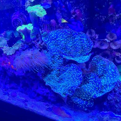 Saltwater fish tank during a feeding visit in Glendale Arizona