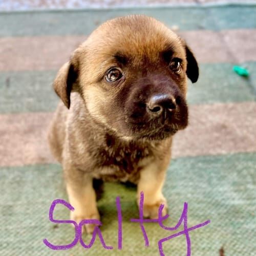 Foster puppy named Salty on her first day in her new home environment