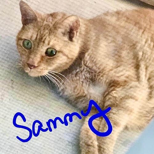 Orange cat named Sammy resting overnight during in-home pet sitting in Phoenix Arizona