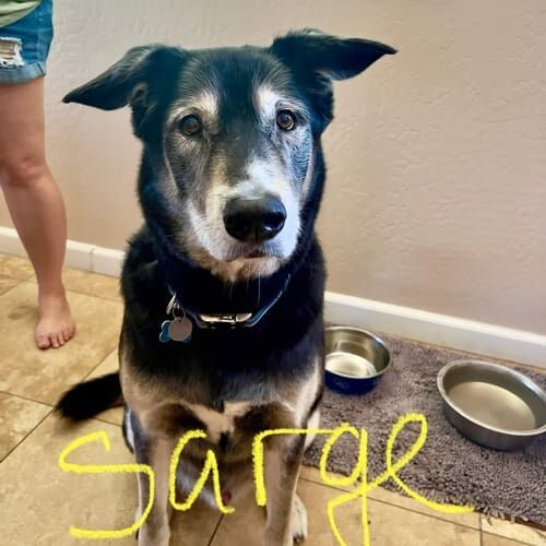 Shepherd mix named Sarge receiving in-home pet sitting care in Peoria Arizona