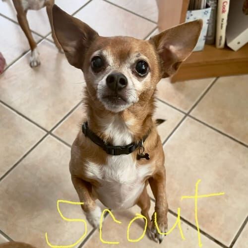 Small dog named Scout receiving in-home pet sitting care in Glendale Arizona