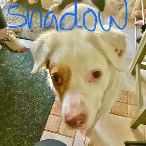 Dog named Shadow receiving a midday dog walking visit in Glendale Arizona