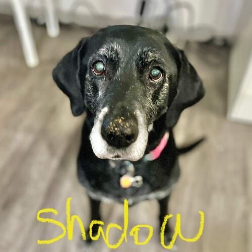 Senior lab named Shadow receiving dog sitting services in Glendale Arizona