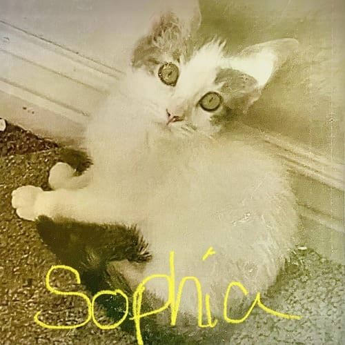 Kitten named Sophia receiving gentle care during an in-home pet sitting visit in Glendale Arizona