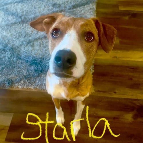 Mixed breed dog named Starla receiving drop-in pet sitting visits in Glendale Arizona