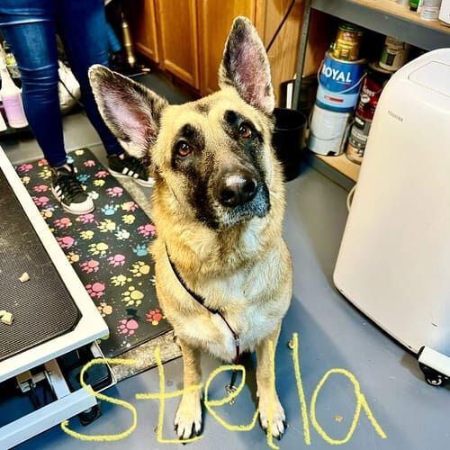 German Shepherd named Stella receiving a bath and deshedding grooming service in Glendale Arizona.
