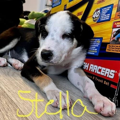 Puppy named Stella working on confidence-building and socialization during a training session in Glendale Arizona