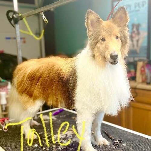 Shetland Sheepdog named Talley receiving a bath during a grooming visit in Glendale Arizona.