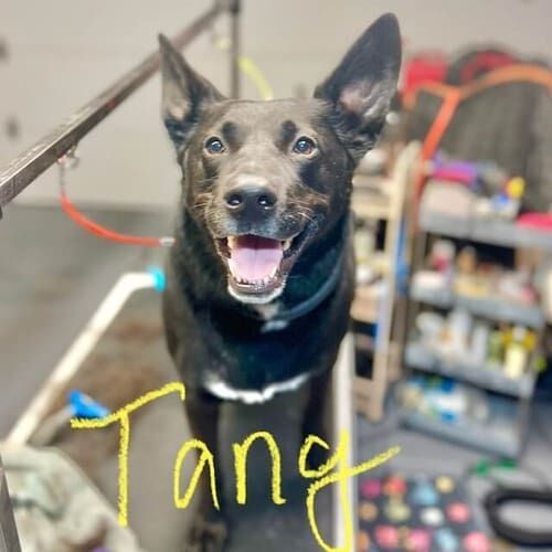Large dog named Tang receiving nail desensitization training in Glendale Arizona.