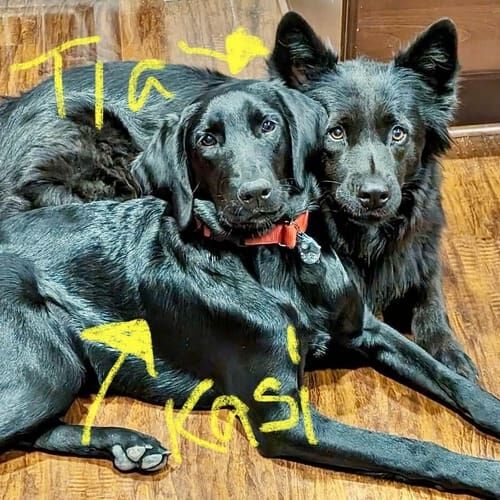 Senior German shepherd named Badger staying during a dog boarding visit in Glendale Arizona