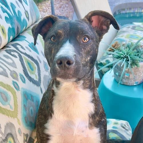 Brindle pitbull puppy mix Tigger enjoying some dog socialization and loving care while boarding in Glendale, AZ.