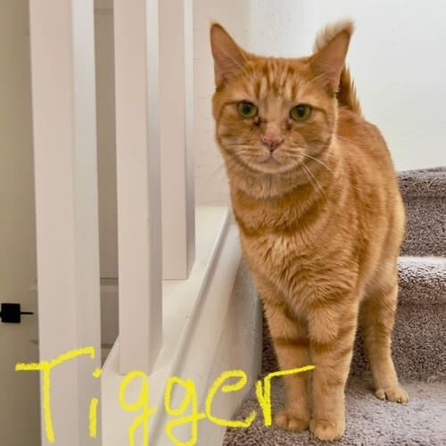 Orange cat named Tigger investigating activity from the stairs during an in-home pet sitting visit in Phoenix Arizona
