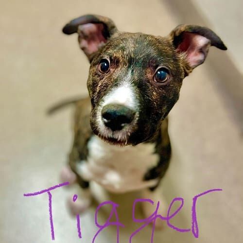 Pitbull cattle dog mix puppy named Tigger staring intently at foster mom, with pleading eyes to take him back for more foster care