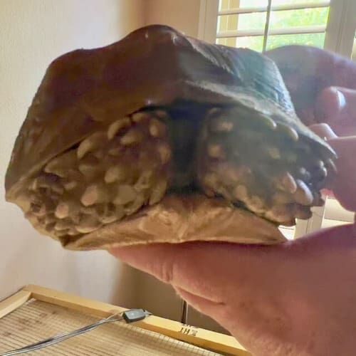 Tortoise during a pet siyting visit in Phoenix Arizona