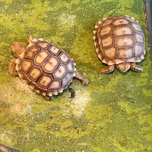 Turtle receiving feeding and care during an in-home pet sitting visit in Peoria Arizona
