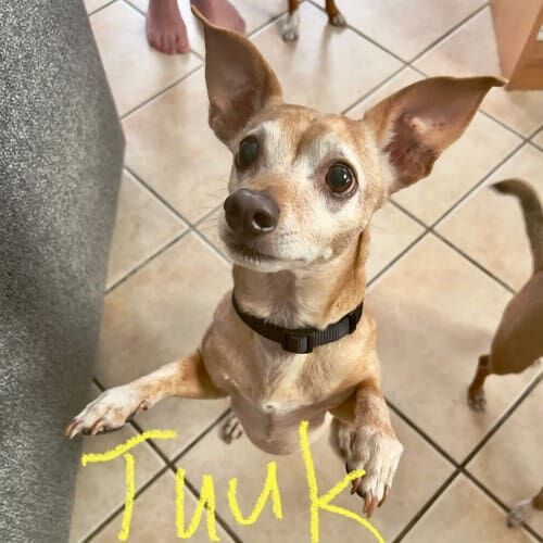 Small dog named Tuuk receiving in-home pet sitting care in Glendale Arizona