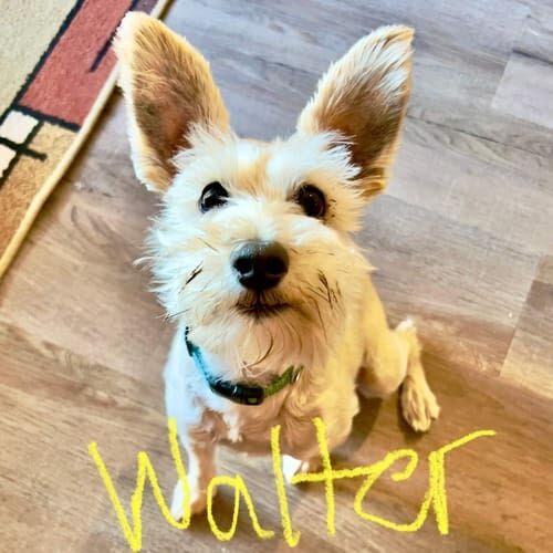 Schnauzer named Walter working on in-home dog training and obedience skills in Glendale Arizona