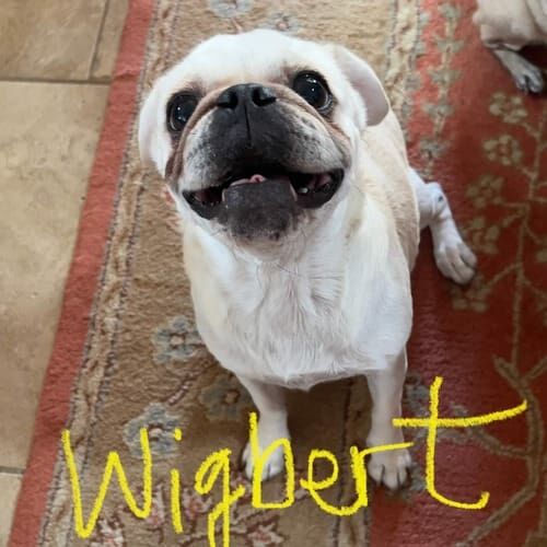 Senior dog named Wigbert receiving at-home pet sitting care in Phoenix Arizona